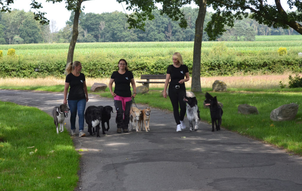 Hundeschule Geestwölfe Harsefeld