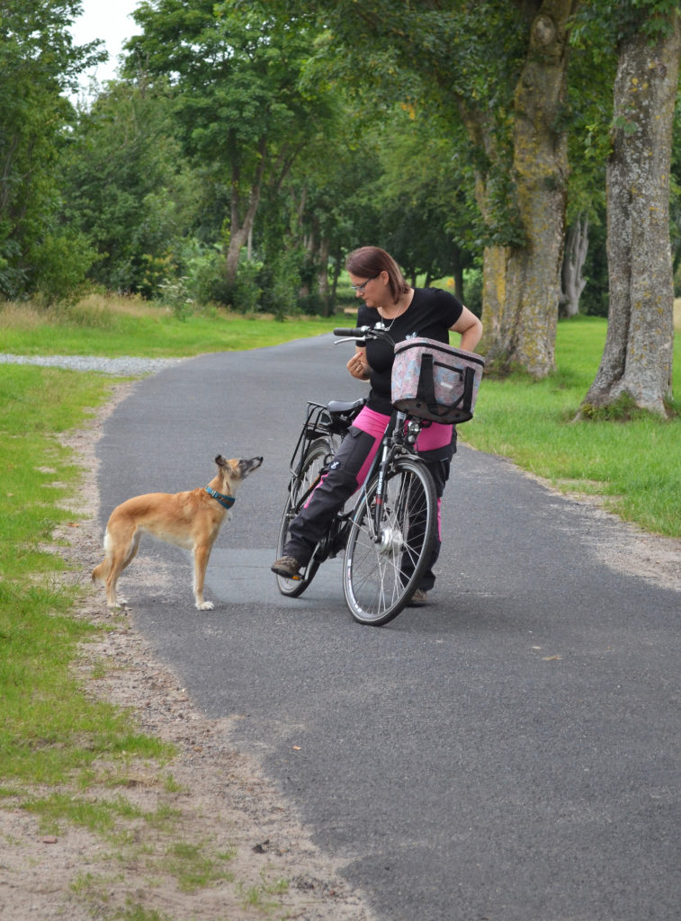 Fahrrad mit Hund Hundeschule Geestwölfe